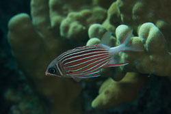 BD-121127-Aqaba-7245-Sargocentron-diadema-(Lacepède.-1802)-[Crown-squirrelfish].jpg